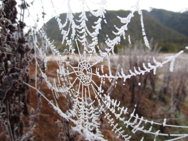 Frosted spiderweb - Makarora